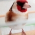 Tosun Paşa