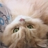 Peluş