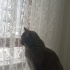 Miya