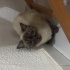 Pamuk
