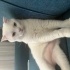 BULUT