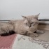 Paşa