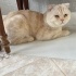 Paşa