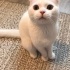 Pamuk