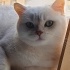 Pamuk