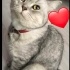 Şila