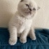 Bulut