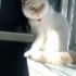 Pamuk