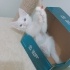Pamuk