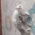 Pamuk