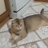 Minnoş