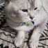 Duman