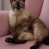 Mia