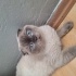 Bulut