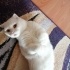 Bulut