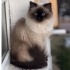 Çiko