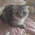 Duman
