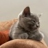 Duman