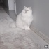 Arya