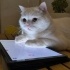 Pamuk