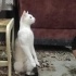 Pamuk