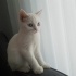 Pamuk