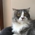 Bulut