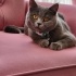 Zeytin