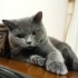 Duman