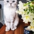 Pamuk