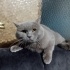 Duman