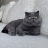 Pamuk