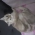 Şila