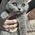 Duman