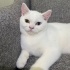 Pamuk