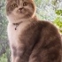 şila