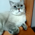 Pamuk