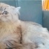 Bulut