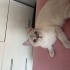 Pamuk