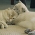 Lina ve luna