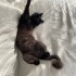 Zeytin