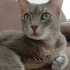 Duman