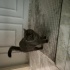 Duman