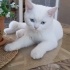 Paşa