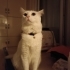 Tofu