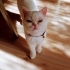 Ceku