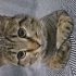 Cemal