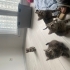 fistikler