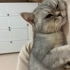 Bade