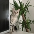 Loki